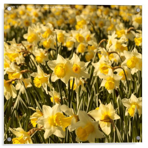 Sunlit Daffodil flower Acrylic by Simon Johnson