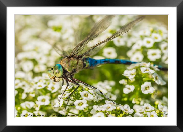 Green blue dragonfly  Framed Mounted Print by Alex Winter