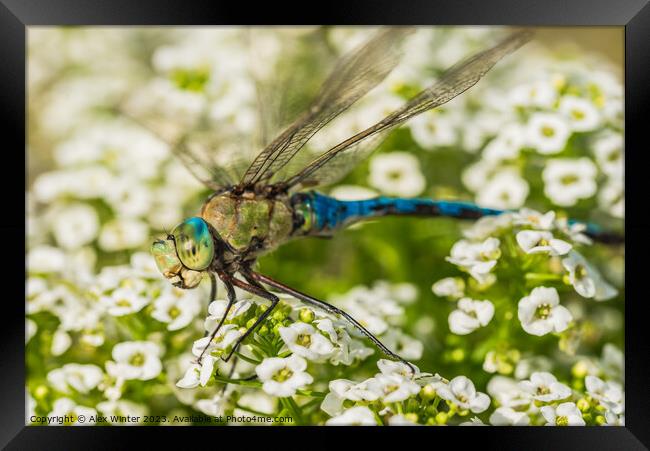 Green blue dragonfly  Framed Print by Alex Winter