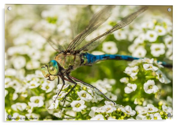 Green blue dragonfly  Acrylic by Alex Winter