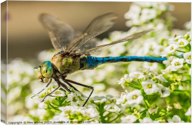 dragonfly sitting on white flowers Canvas Print by Alex Winter