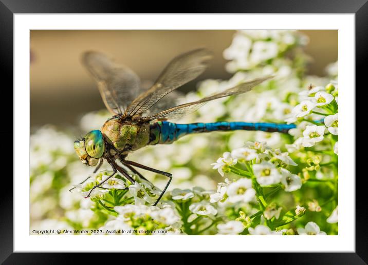 dragonfly sitting on white flowers Framed Mounted Print by Alex Winter
