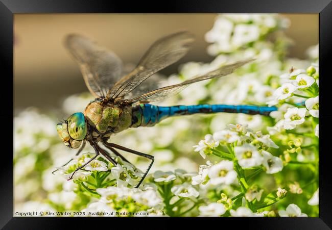 dragonfly sitting on white flowers Framed Print by Alex Winter
