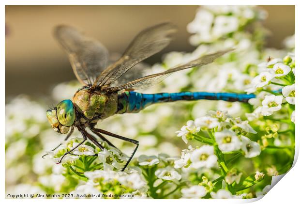 dragonfly sitting on white flowers Print by Alex Winter