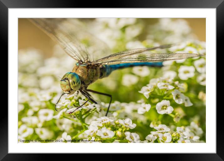 The Majestic Dragonfly Natures Flying Jewel Framed Mounted Print by Alex Winter