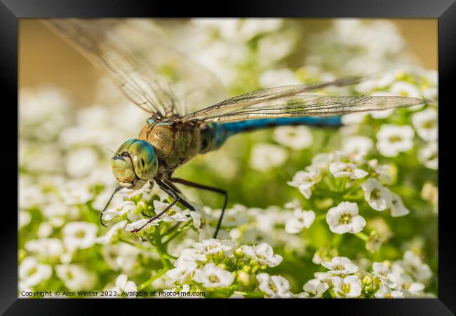 The Majestic Dragonfly Natures Flying Jewel Framed Print by Alex Winter