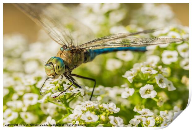 The Majestic Dragonfly Natures Flying Jewel Print by Alex Winter