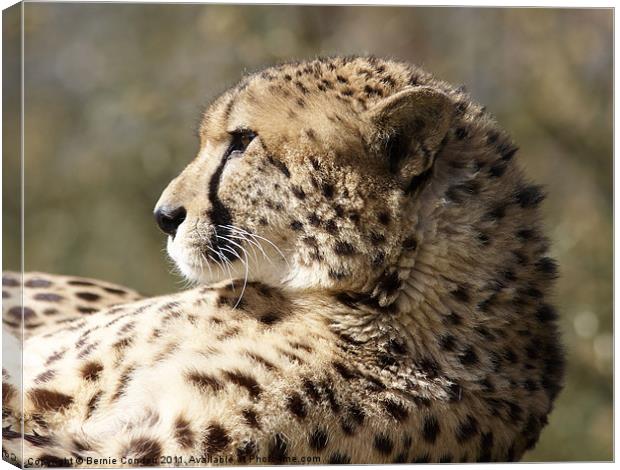 Cheetah Canvas Print by Bernie Condon