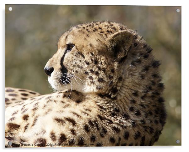Cheetah Acrylic by Bernie Condon