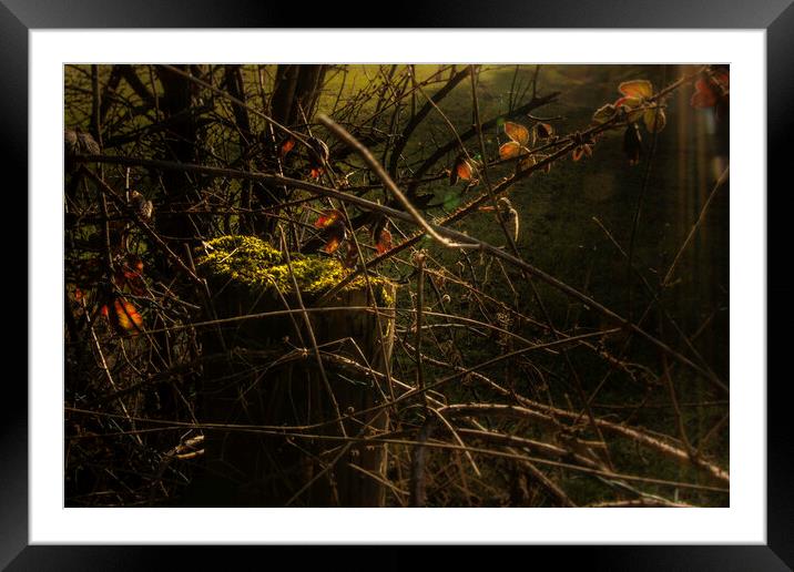 Chasing the Spring light  Framed Mounted Print by Steve Taylor