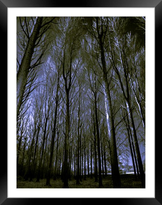 Cathedral of trees.  Framed Mounted Print by Steve Taylor