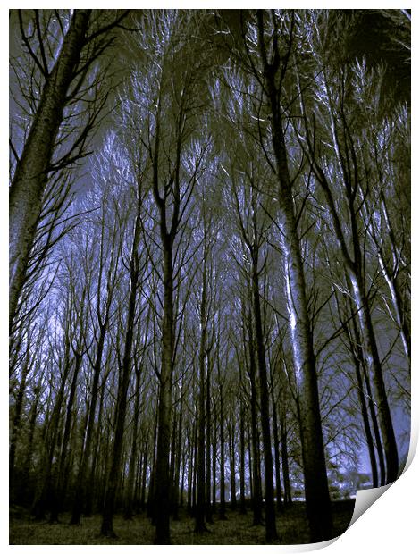 Cathedral of trees.  Print by Steve Taylor