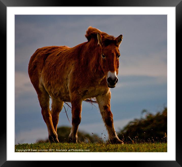 The Przewalski Horse (Equus przewalskii) Framed Mounted Print by Dawn O'Connor