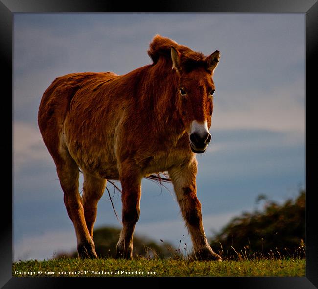 The Przewalski Horse (Equus przewalskii) Framed Print by Dawn O'Connor
