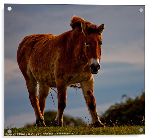 The Przewalski Horse (Equus przewalskii) Acrylic by Dawn O'Connor