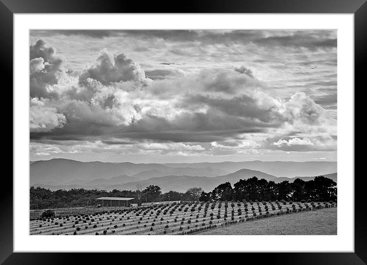 Comboyne Clouds Framed Mounted Print by Dennis Gay