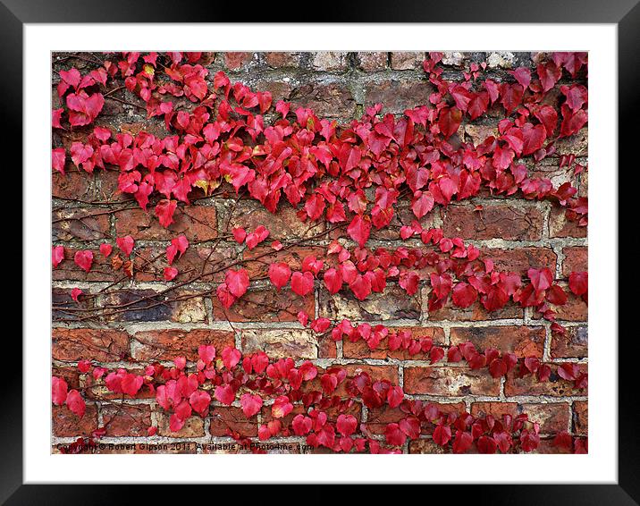 Autumn creeps along the wall Framed Mounted Print by Robert Gipson