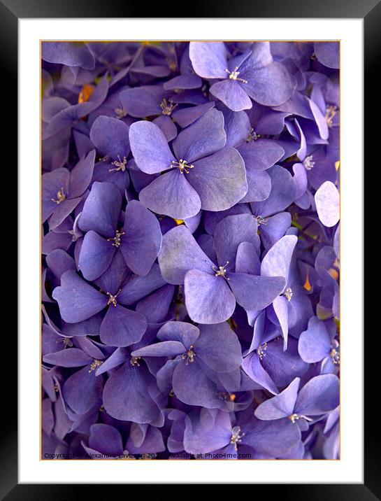 Hydrangea Forever Framed Mounted Print by Alexandra Lavizzari