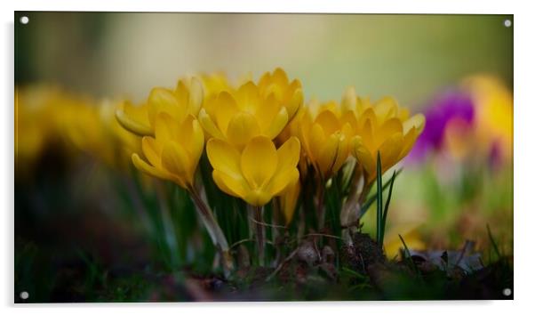 Wild Crocus  Acrylic by Victor Burnside