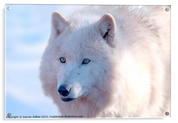 Arctic Wolf -  Canis lupus arctos Acrylic by Darren Wilkes