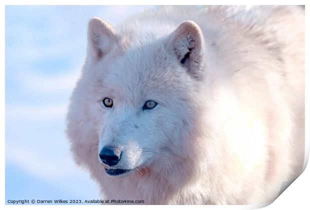 Arctic Wolf -  Canis lupus arctos Print by Darren Wilkes