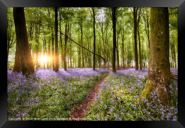Path through bluebell woodland at sunrise Framed Print by Simon Bratt LRPS