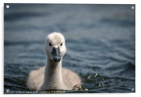 Cygnet - Swan  Acrylic by Darren Wilkes