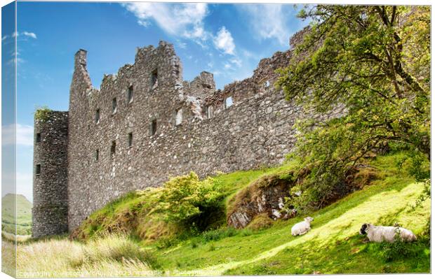 Kilchurn Castle with Sheep Canvas Print by Antony McAulay