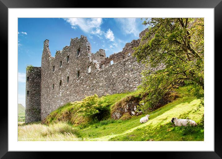 Kilchurn Castle with Sheep Framed Mounted Print by Antony McAulay