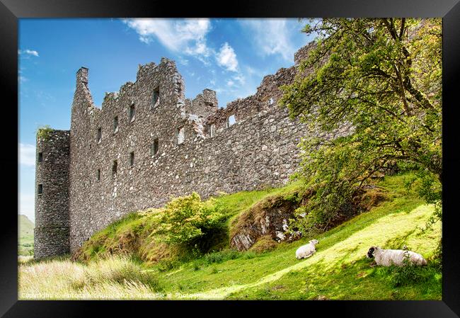 Kilchurn Castle with Sheep Framed Print by Antony McAulay