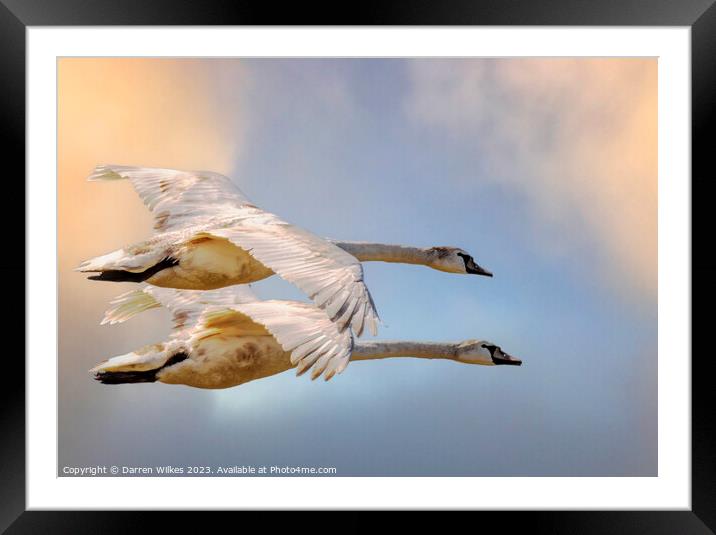 Swans In Flight North Wales  Framed Mounted Print by Darren Wilkes