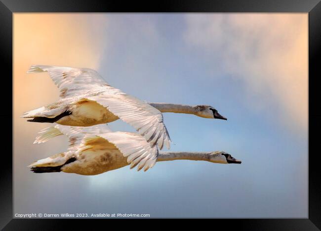 Swans In Flight North Wales  Framed Print by Darren Wilkes