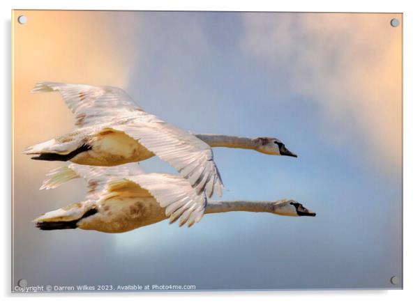 Swans In Flight North Wales  Acrylic by Darren Wilkes