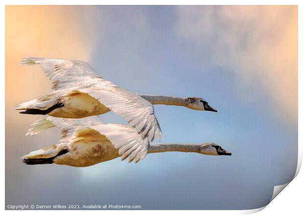 Swans In Flight North Wales  Print by Darren Wilkes
