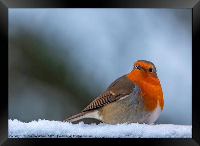 Festive Robin in Winter Wonderland Framed Print by Darren Wilkes