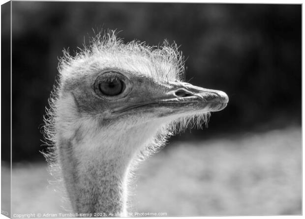 Close-up of female ostrich Canvas Print by Adrian Turnbull-Kemp