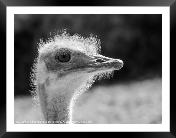 Close-up of female ostrich Framed Mounted Print by Adrian Turnbull-Kemp