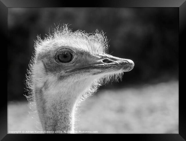 Close-up of female ostrich Framed Print by Adrian Turnbull-Kemp