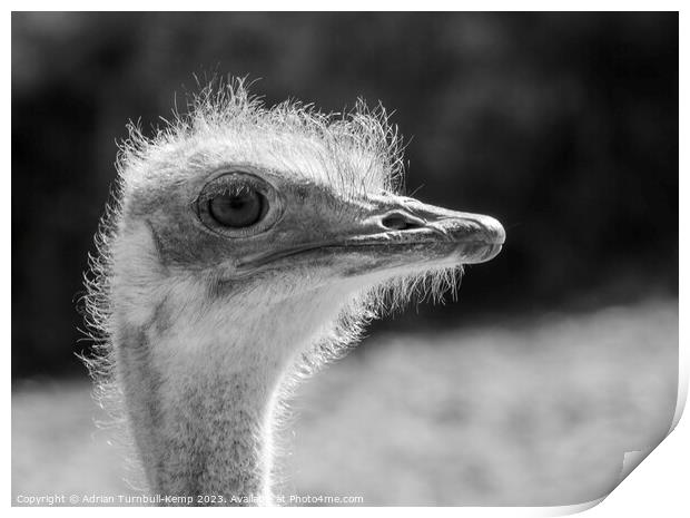 Close-up of female ostrich Print by Adrian Turnbull-Kemp