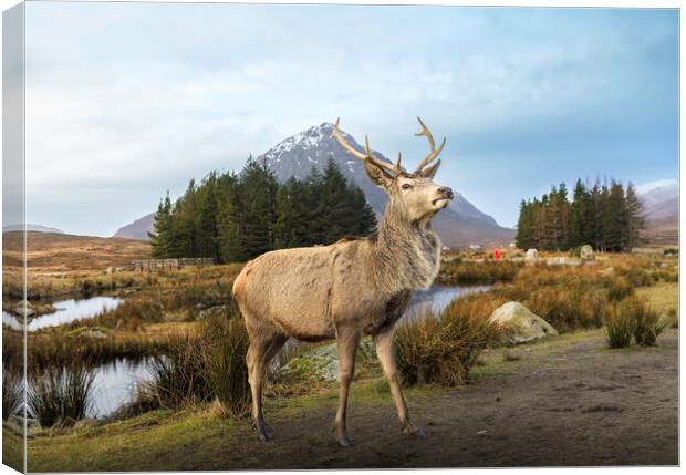 Scottish Highland Stag  Canvas Print by Anthony McGeever