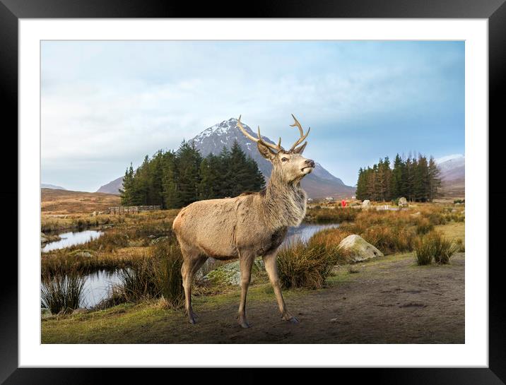Scottish Highland Stag  Framed Mounted Print by Anthony McGeever