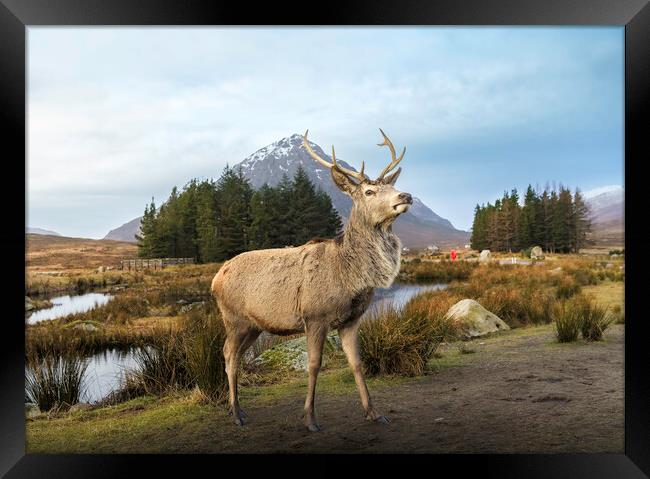 Scottish Highland Stag  Framed Print by Anthony McGeever