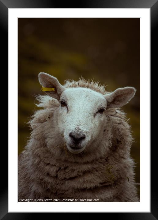 Happy Happy Sheep Framed Mounted Print by Alex Brown