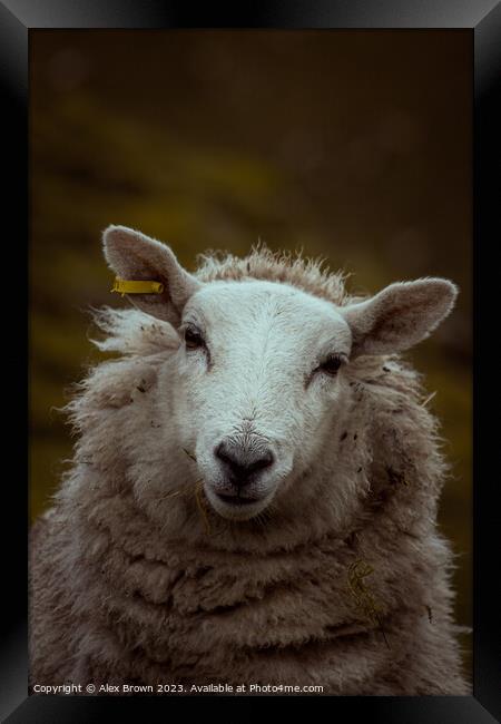 Happy Happy Sheep Framed Print by Alex Brown