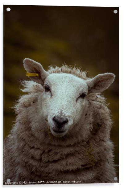 Happy Happy Sheep Acrylic by Alex Brown