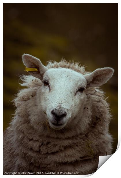 Happy Happy Sheep Print by Alex Brown