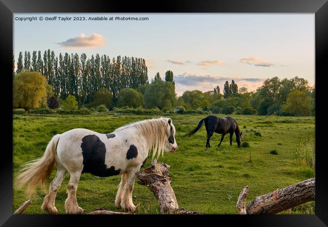 Horses in the meadow Framed Print by Geoff Taylor