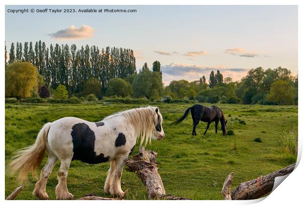 Horses in the meadow Print by Geoff Taylor
