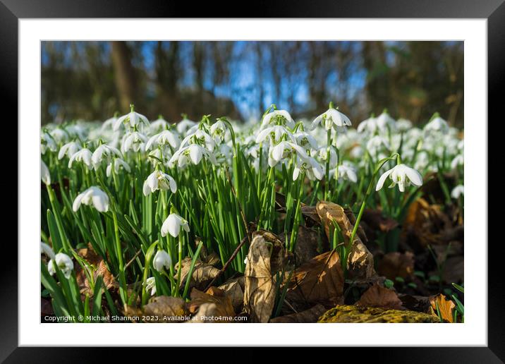Woodland in Spring, carpeted with white snowdrop f Framed Mounted Print by Michael Shannon