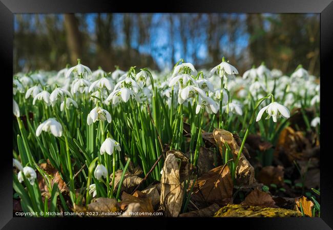 Woodland in Spring, carpeted with white snowdrop f Framed Print by Michael Shannon
